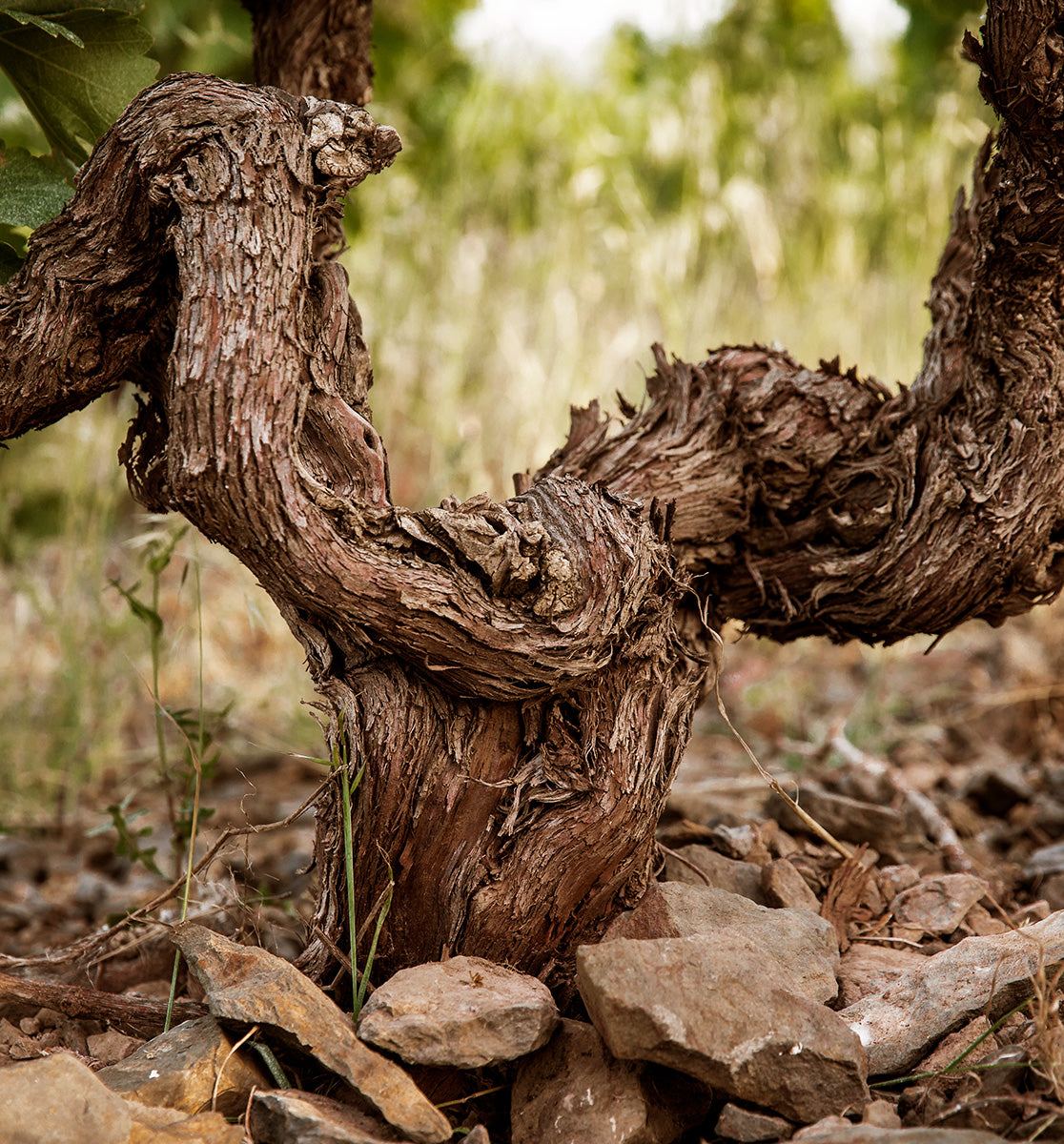 Vintage 1980 | Red Oxidative Wine | AOC Maury